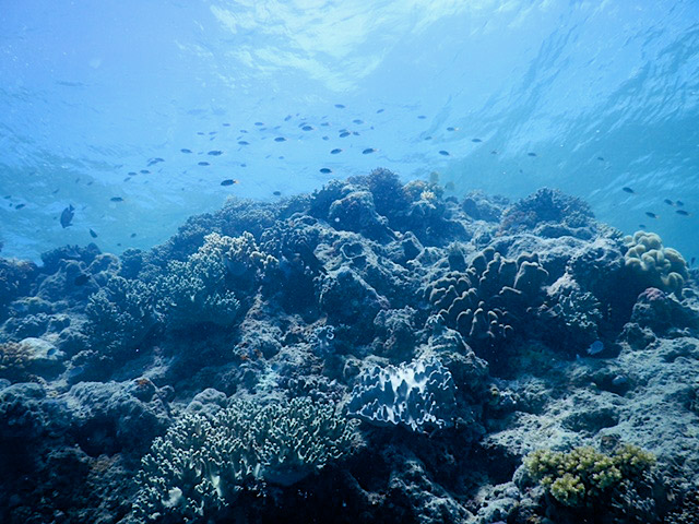 Tauchen am Great Barrier Reef