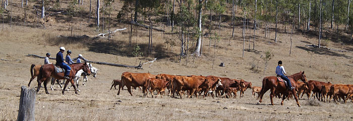 Mehrere Work and Travel Teilnehmer treiben eine Rinderherde im Gelände