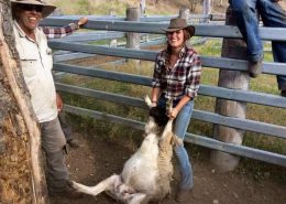 Schaf-Ringen Schafringkampf auf der Trainingsfarm