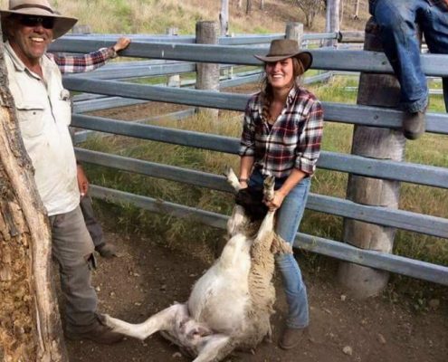 Schaf-Ringen Schafringkampf auf der Trainingsfarm