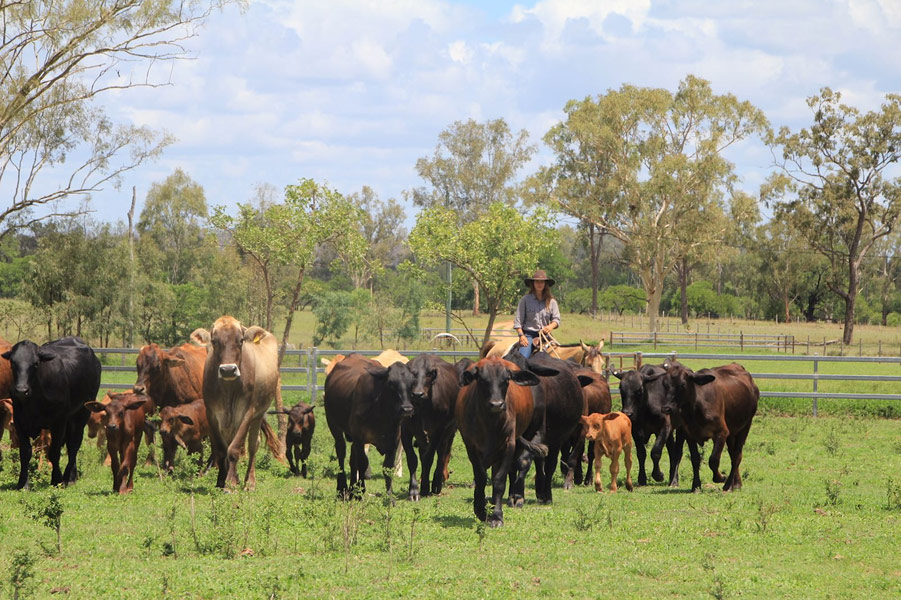 Mustering auf meiner Stute