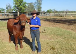 Der Schaubulle "Berlin" (zu Ehren meiner Heimatstadt so genannt) Der Schaubulle "Berlin" (zu Ehren meiner Heimatstadt so genannt)
