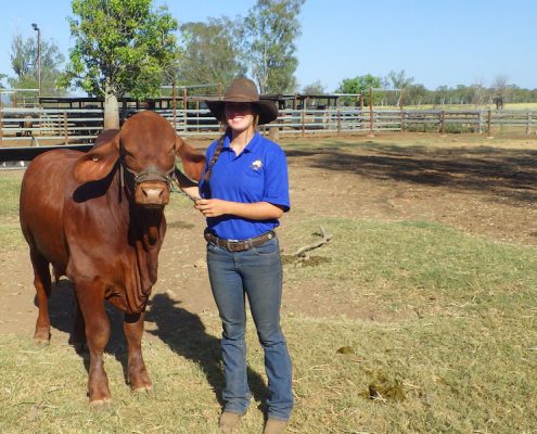 Der Schaubulle "Berlin" (zu Ehren meiner Heimatstadt so genannt) Der Schaubulle "Berlin" (zu Ehren meiner Heimatstadt so genannt)