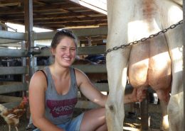 Beim Kuh melken Beim Kuh melken