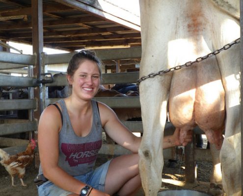 Beim Kuh melken Beim Kuh melken