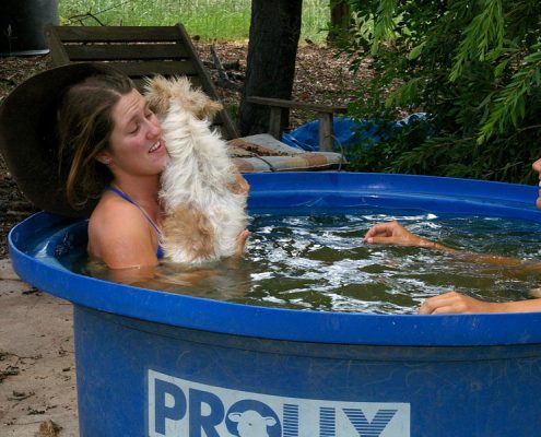 Überleben im Futtertrog bei 45° Celsius Überleben im Futtertrog bei 45° Celsius